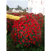 焦作月季花扇设计公司哪家好？