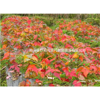 北京美国红枫种植基地