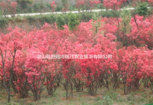 安徽映山红小苗种植基地