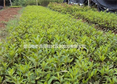山东映山红小苗批发