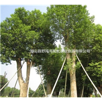 安徽香樟树批发价格