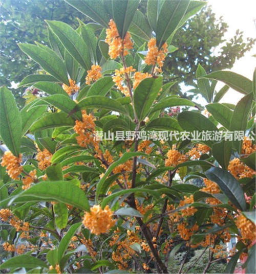 安徽金桂优质苗木直销