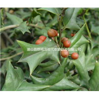 吉林枸骨冬青优质苗木直销