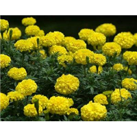 北京通州区草花价格