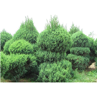 北京朝阳区桧柏价格