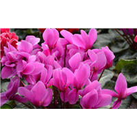 北京草花批发
