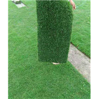 湖南马尼拉草皮供应，草种、草坪卷 