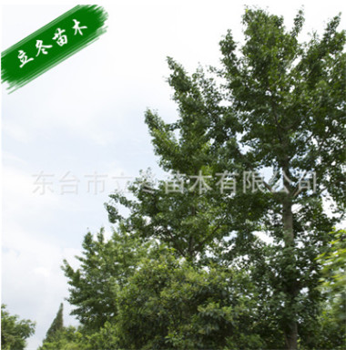 扬州银杏苗哪家好 