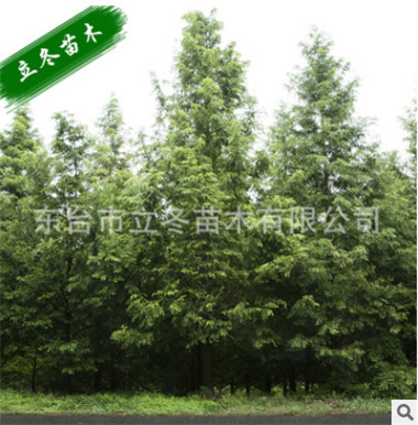 淮安水杉苗种植地 