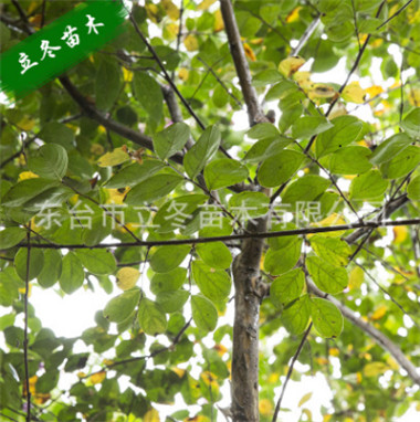 无锡紫薇苗批发价格 