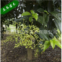 舟山高杆女贞种植基地 