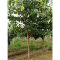 菏泽大型合欢种植园