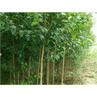 德州大叶女贞种植基地