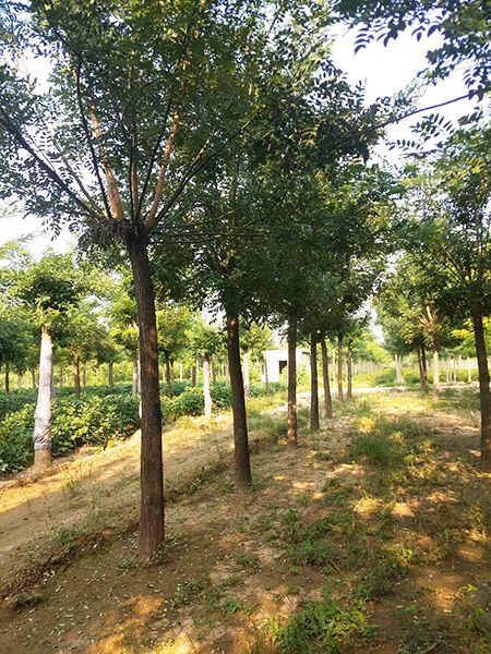 菏泽大型国槐树苗种植基地