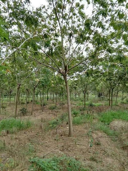 菏泽大型合欢价格