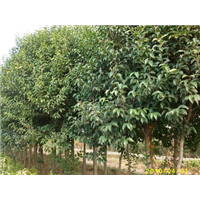 临沂大叶女贞种植地