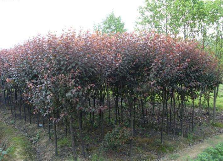 丰台紫叶李种植基地