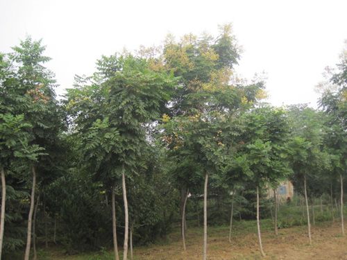 菏泽栾树苗种植地