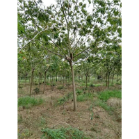 菏泽大型合欢价格