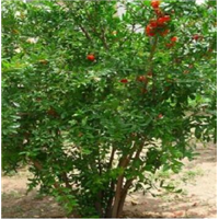 丛生花石榴价格