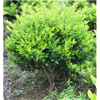 福建金森球种植基地哪家好