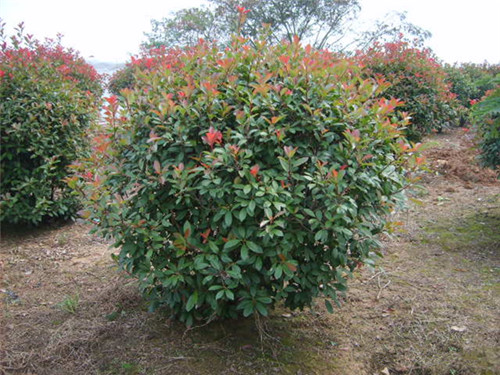 红叶石楠种植基地