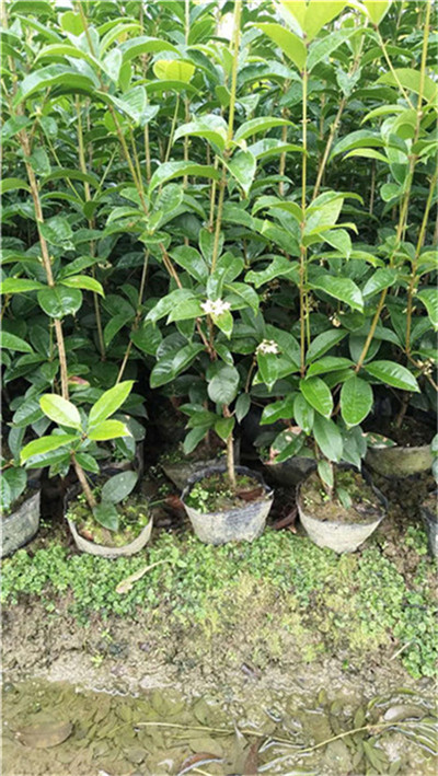 安徽杯苗种植基地 