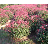 广州红叶石楠球种植基地