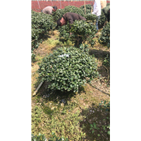 安徽石楠球种植基地
