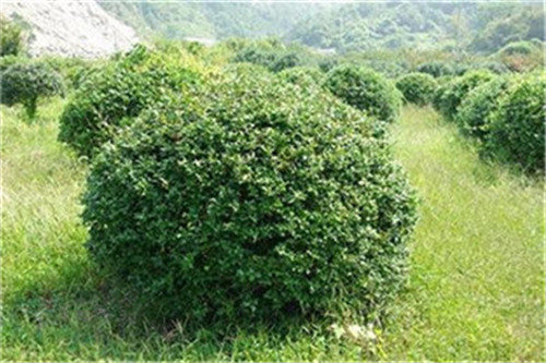 贵州构骨球种植基地哪家好