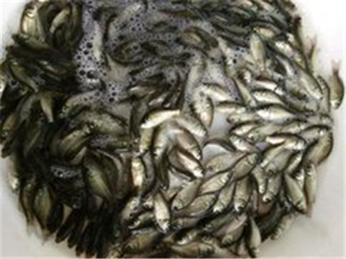 柳州鲫鱼鱼苗供应 