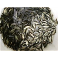 柳州鲫鱼鱼苗供应 