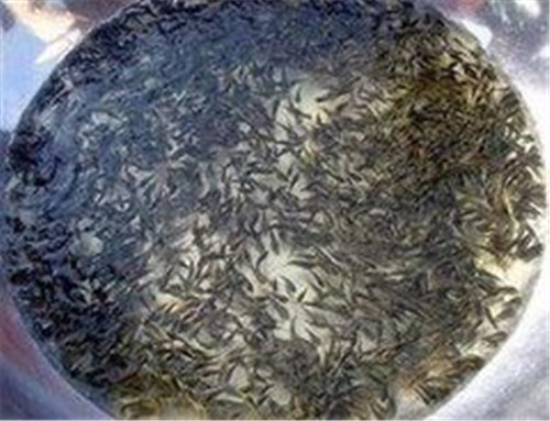 柳州荷花鱼鱼苗 