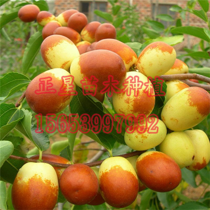 山西枣树种植