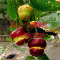 山西枣树哪里有