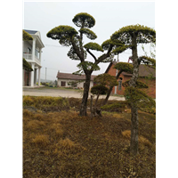 襄阳青龙树种植园