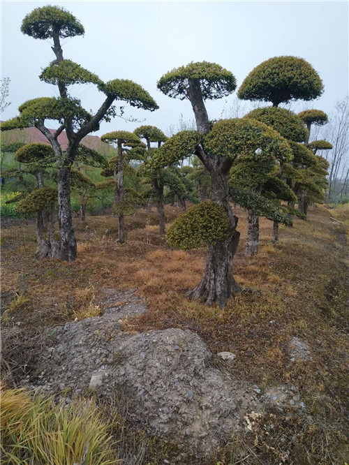 十堰刺东青批发价格
