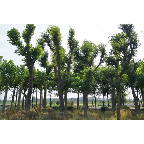 南京朴树价格