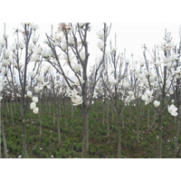 河北白玉兰种植基地