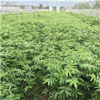 四川藤椒苗基地