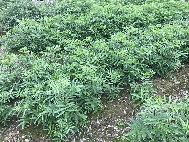 四川九叶青花椒苗批发 