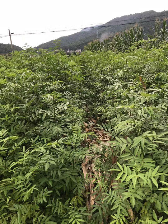 四川九叶青花椒苗基地 