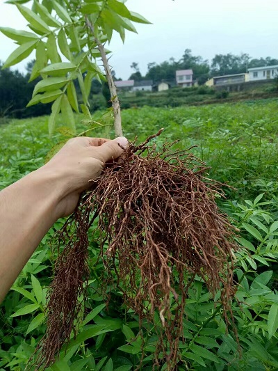 四川花椒苗供应商