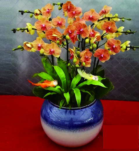 黄金甲蝴蝶兰