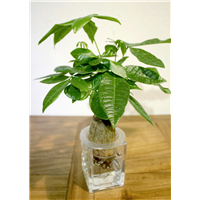 水培植物