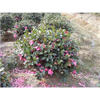 湖南茶梅花