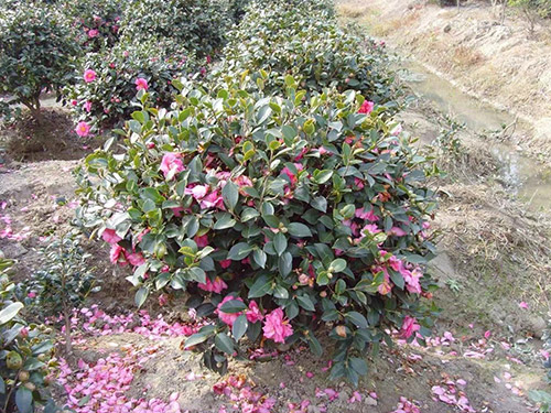 茶梅花种植基地