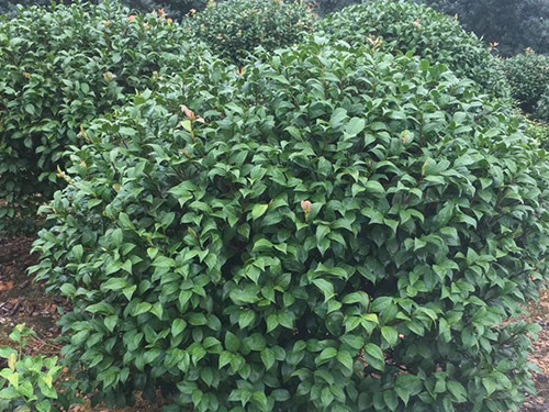 茶花球价格