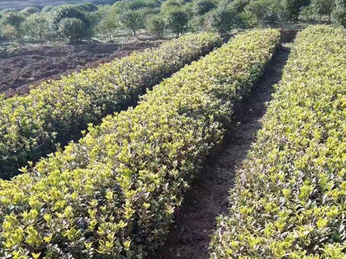 金边黄杨苗价格