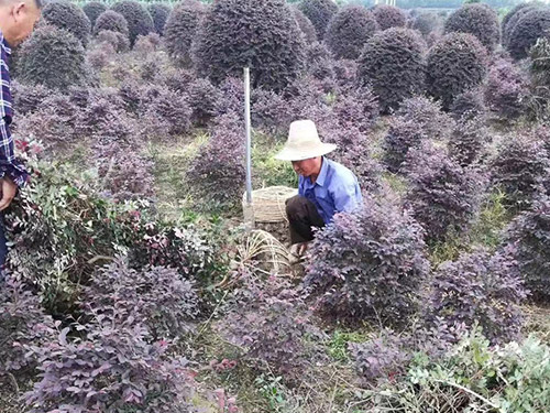 红花继木球